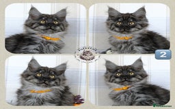 Maine Coon cats for sale: TICA registered adorable Maine coon kittens - Image 3