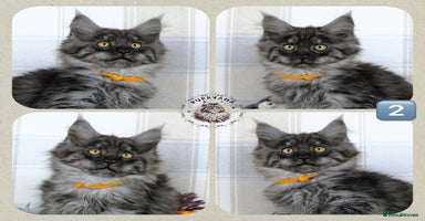 Maine Coon cats - Advert 12