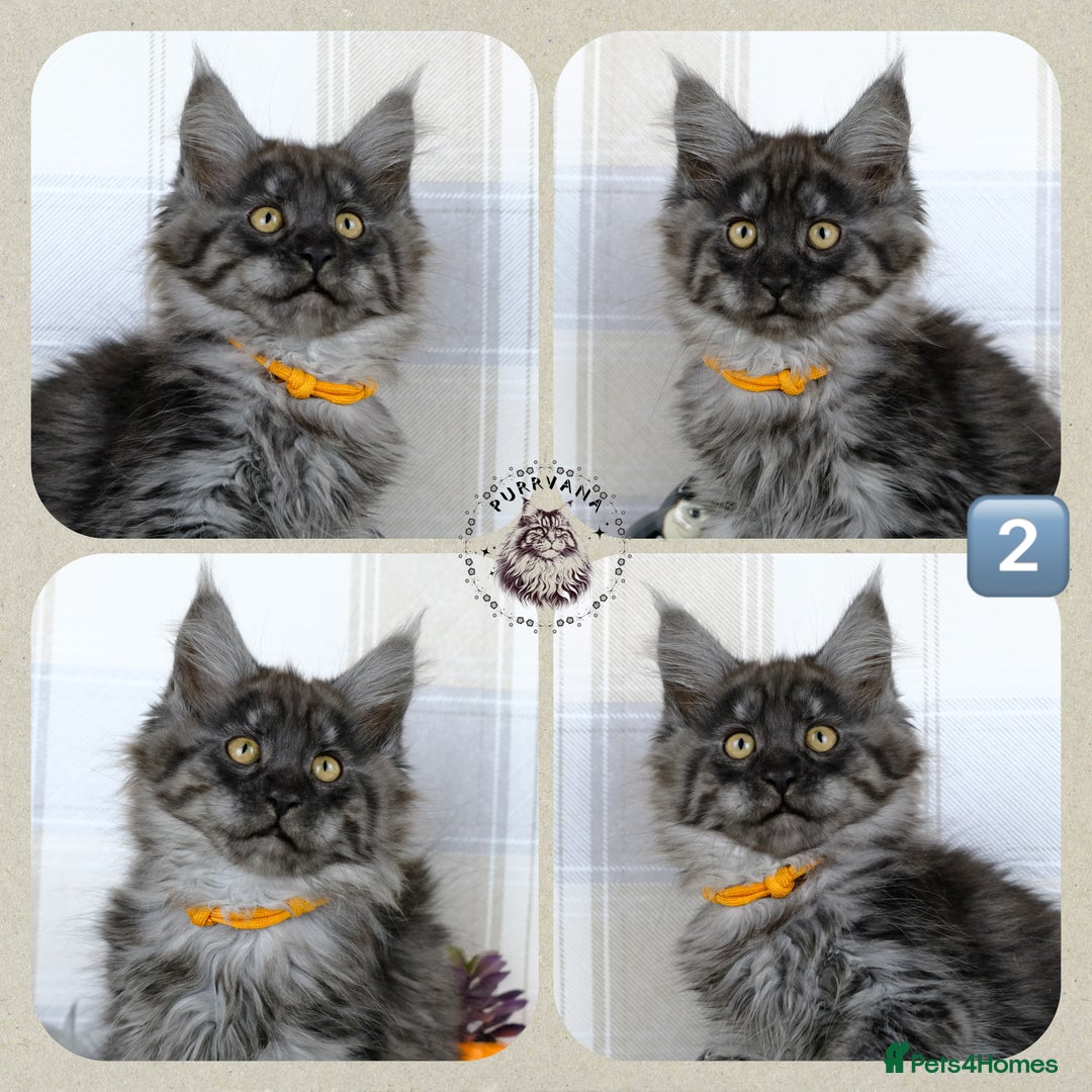 Maine Coon cats for sale: TICA registered adorable Maine coon kittens - Image 3