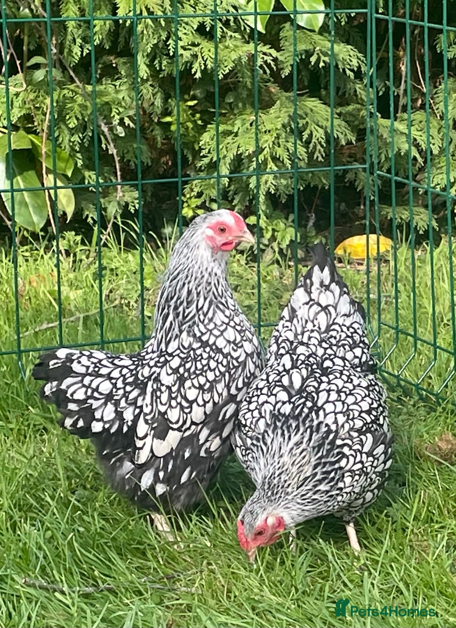 Chickens poultry Silver laced Wyandotte bantams - Advert 2