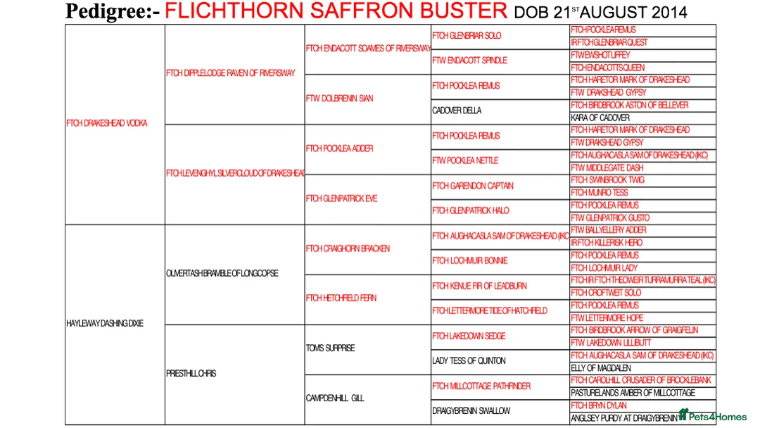 Labrador Retriever dogs for sale: KC REG YELLOW LABRADOR RETRIEVER PUPS - Advert 2