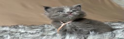 Maine Coon cats for sale: Maine coon kittens blue silver smoke rare colours - Advert 22