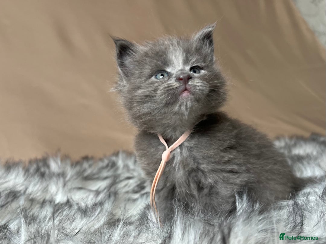 Maine Coon cats for sale: Maine coon kittens blue silver smoke rare colours - Advert 22