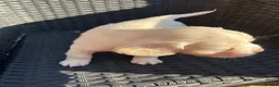 Mixed Breed dogs for sale: Boston cross frenchie - Advert 37