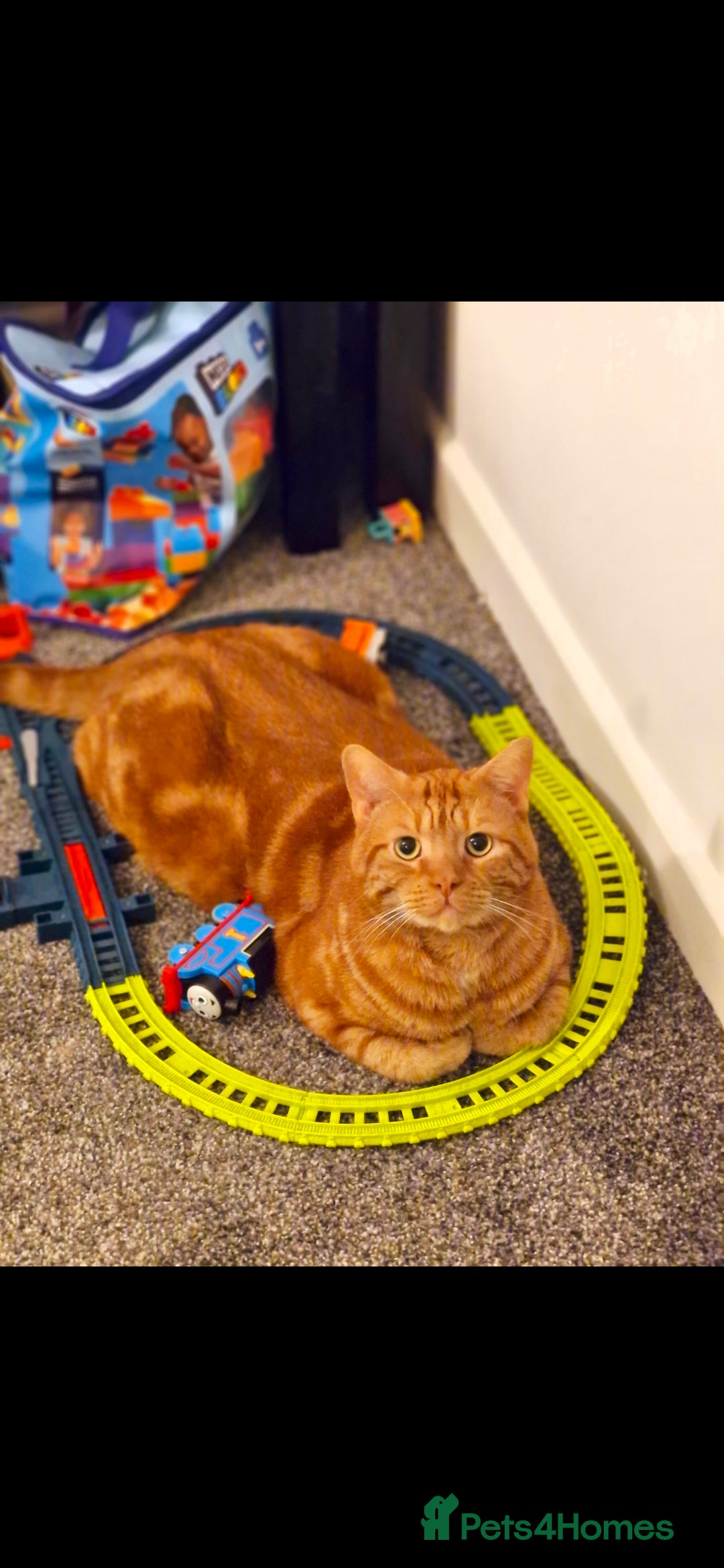 Mixed Breed cats for sale: X2 cats  **   - Advert 4