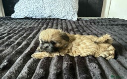 Mixed Breed dogs for sale: Beautiful pups - Image 4