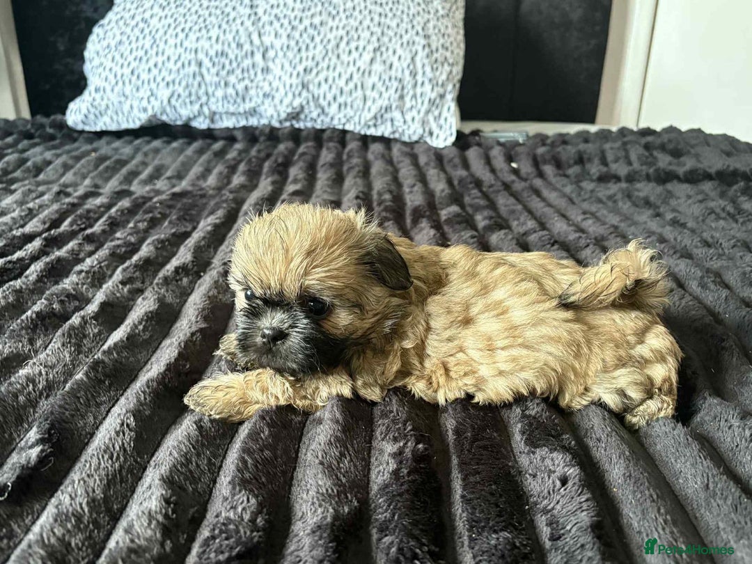 Mixed Breed dogs for sale: Beautiful pups - Image 4