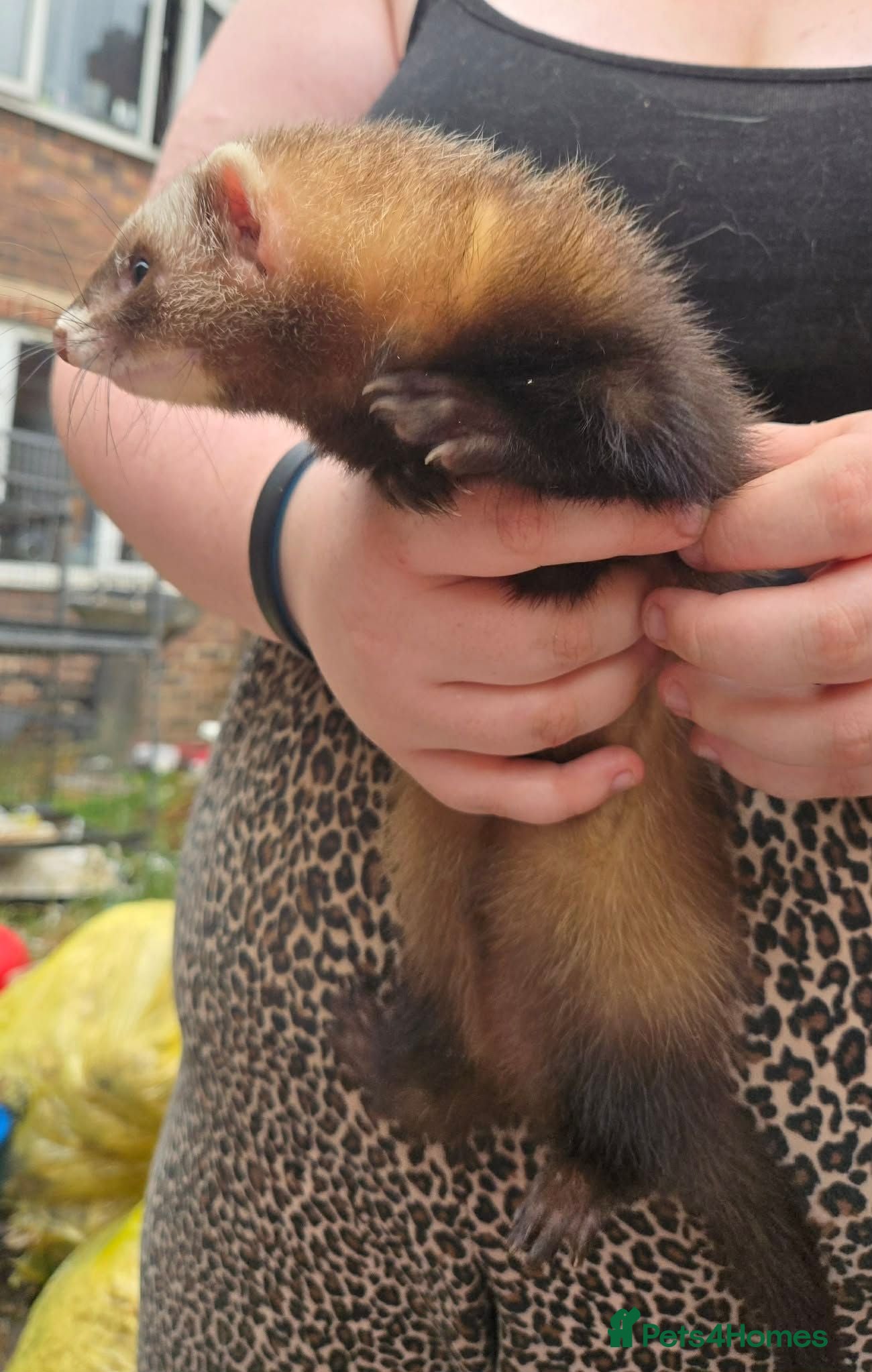 Ferret rodents Semi Angora Ferrets - Advert 1