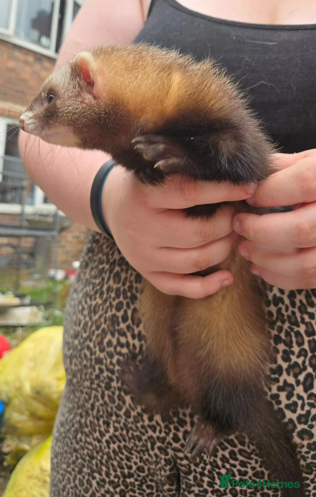 Ferret rodents for sale: Semi Angora Ferrets in Stoke-on-Trent - Advert 1