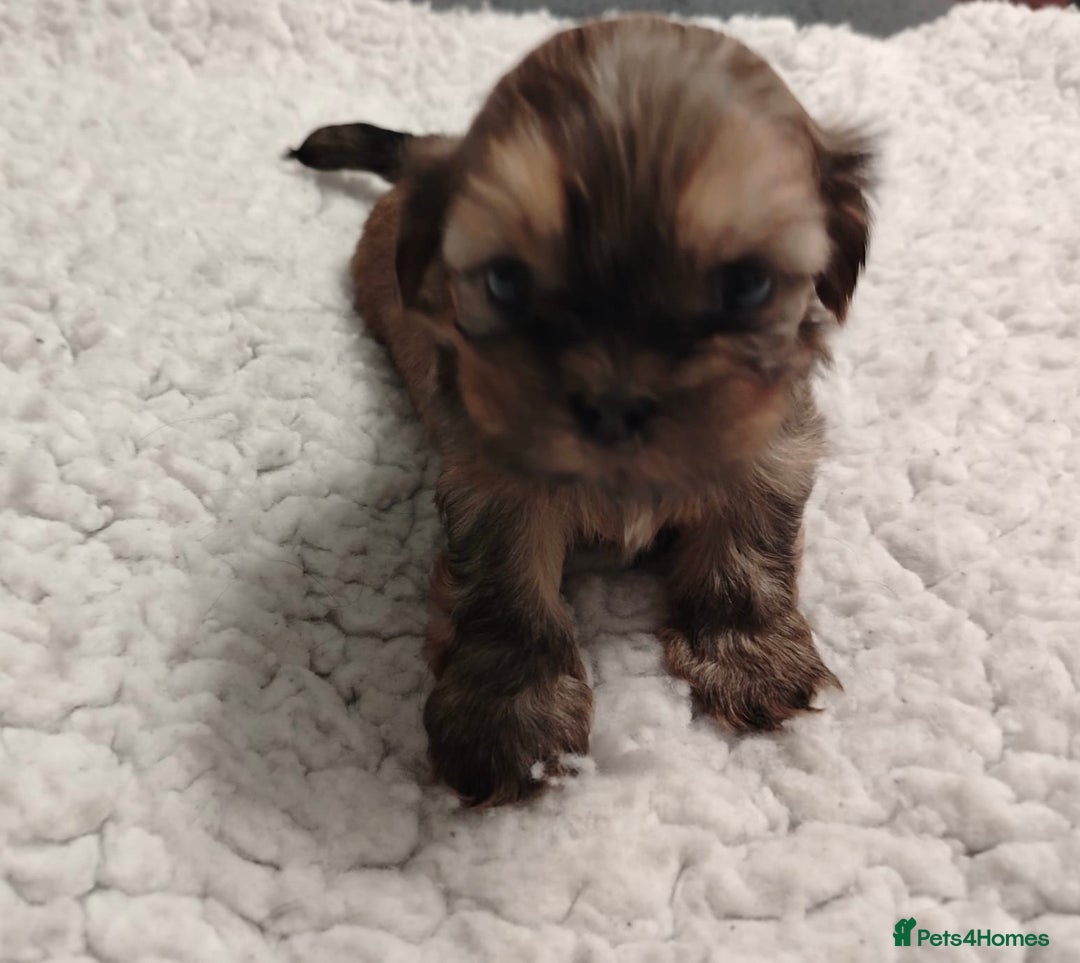 Shih Tzu dogs for sale: Shih tzu  - Image 11
