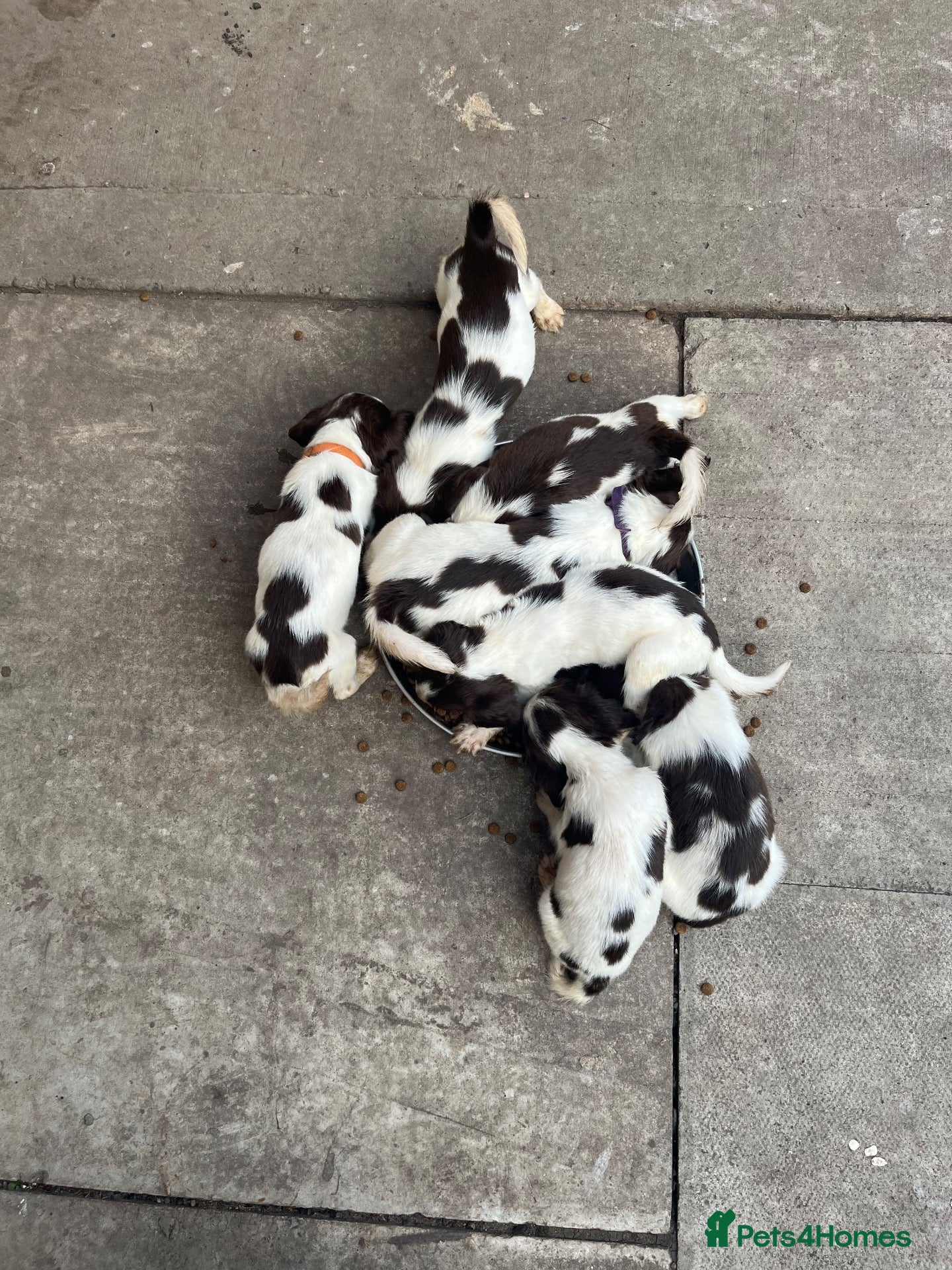 English Springer Spaniel dogs Springer spaniel pups - Advert 1