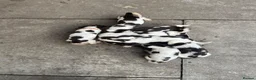 English Springer Spaniel dogs for sale: Springer spaniel pups - Advert 1