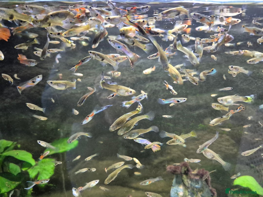Live Bearers fish for sale: Baby guppies unsexed - Advert 1