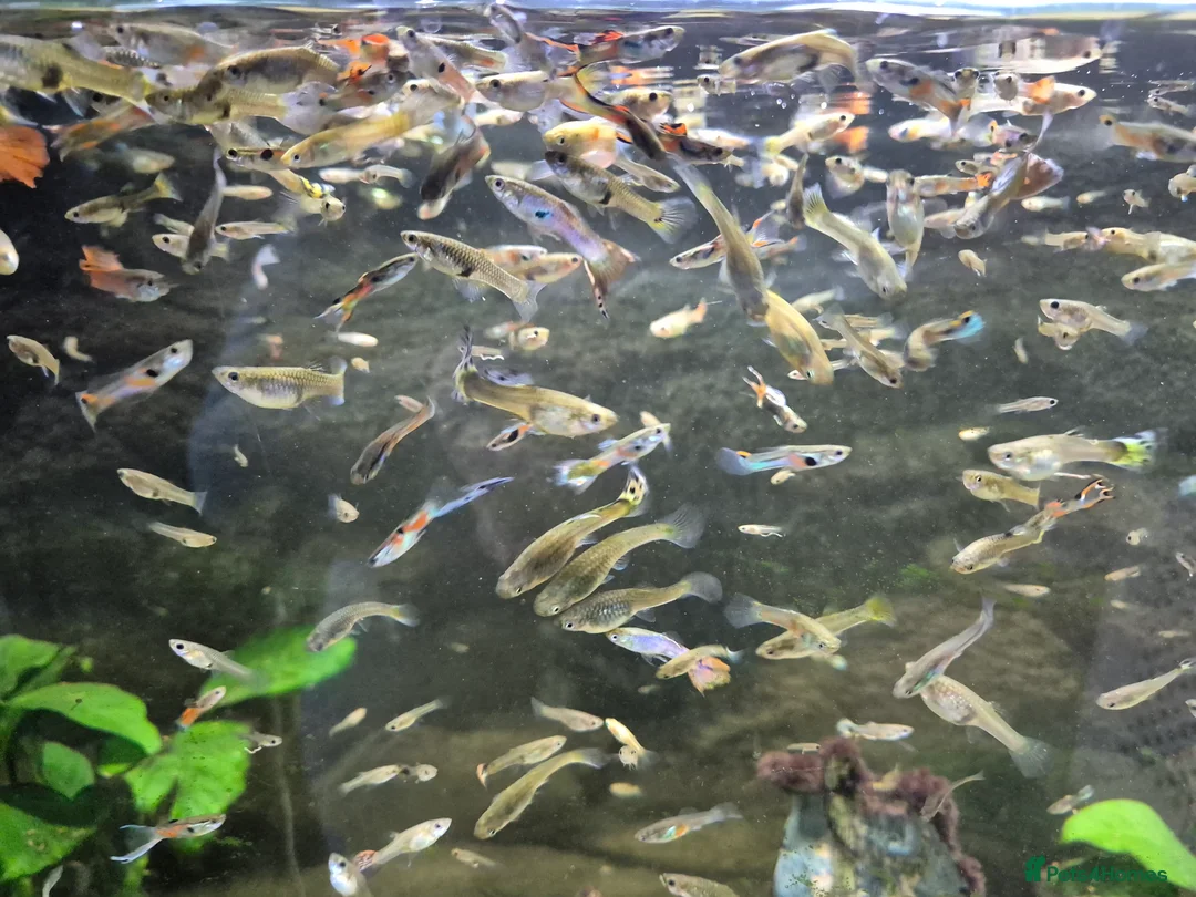 Live Bearers fish for sale: Baby guppies unsexed - Advert 1