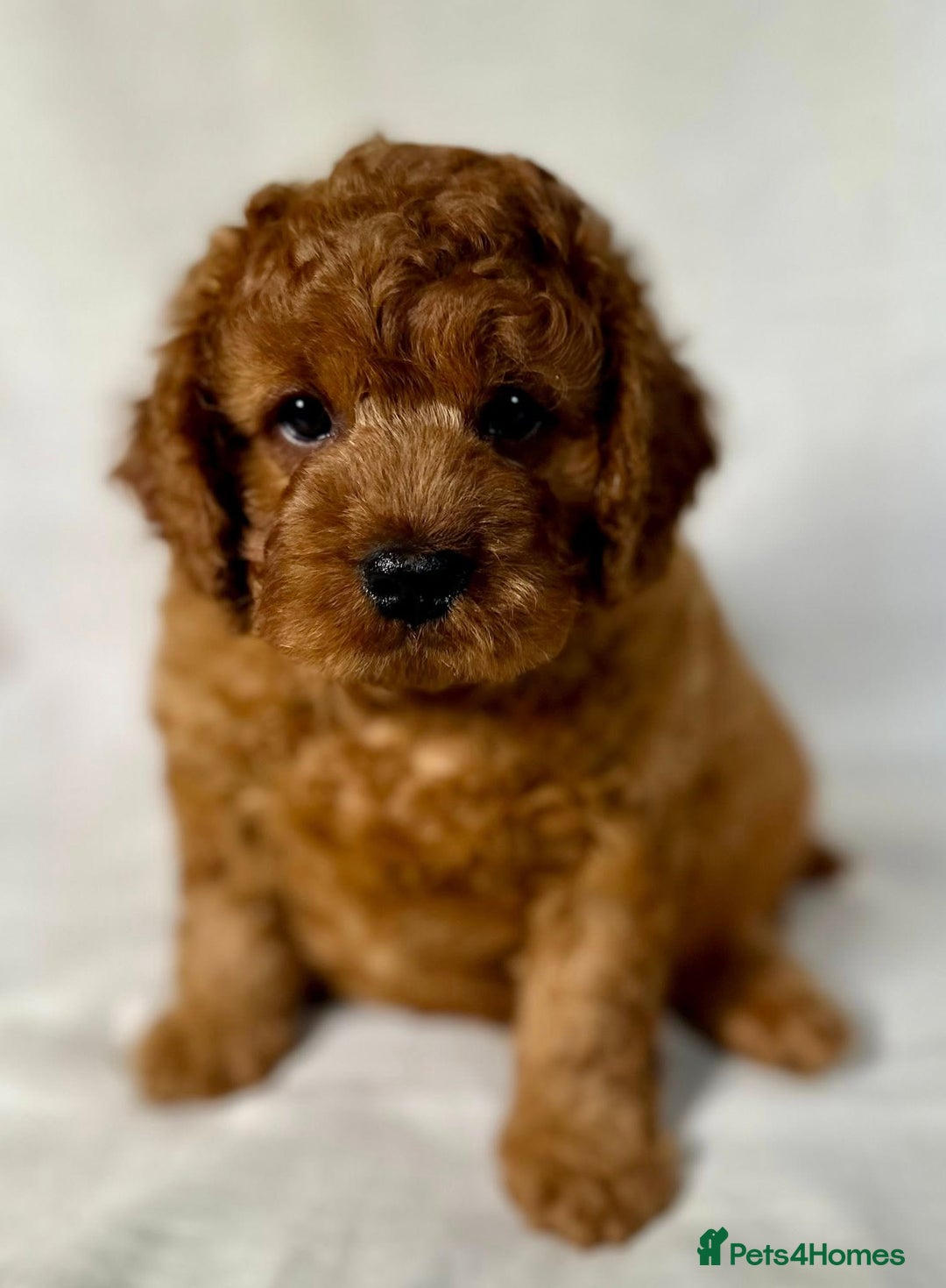Toy Poodle dogs for stud: Exquisite Proven KC Red Stud DNA Clear Eye Tested - Advert 8