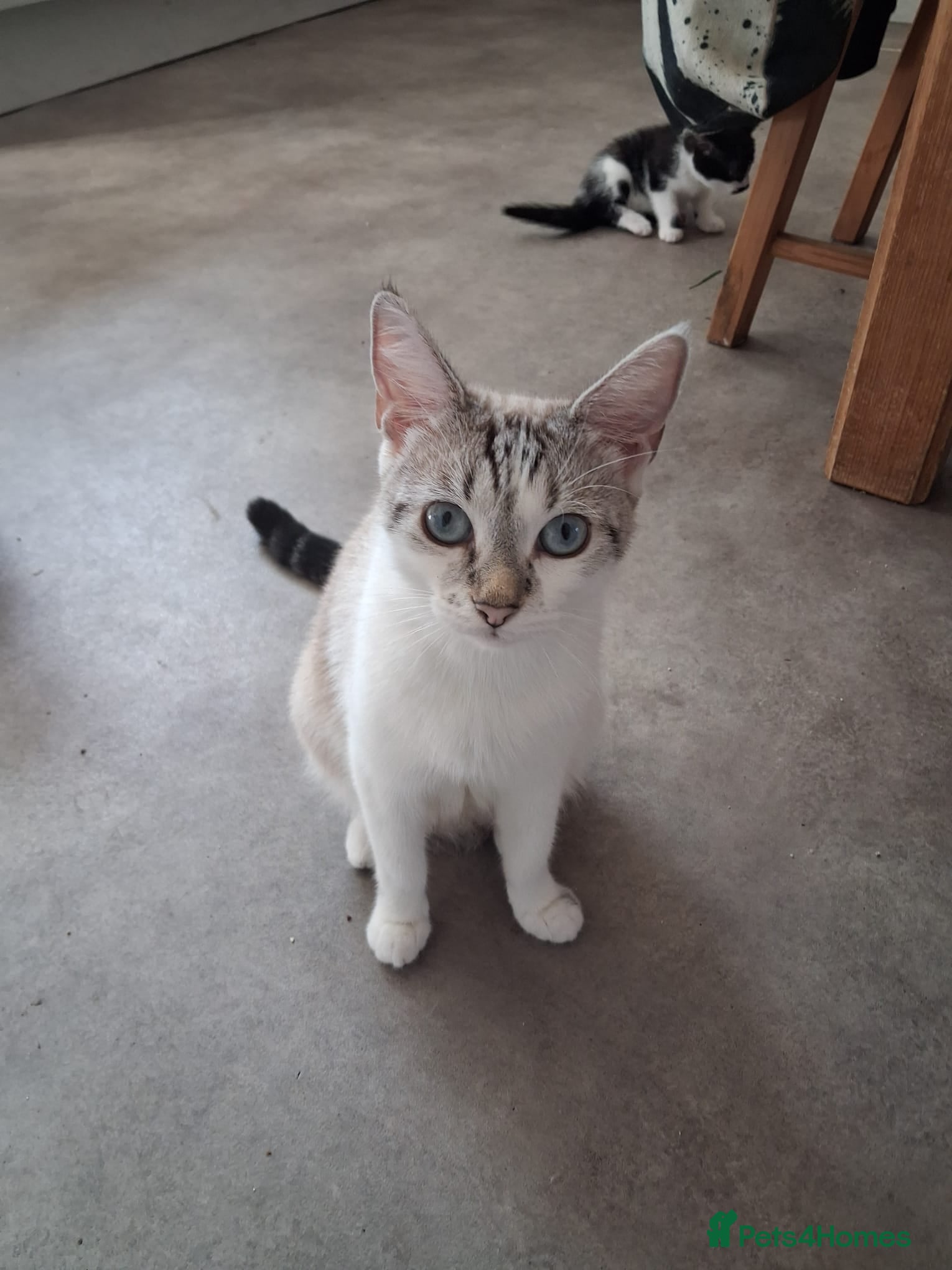 Mixed Breed cats Kittens looking for new home - Advert 15