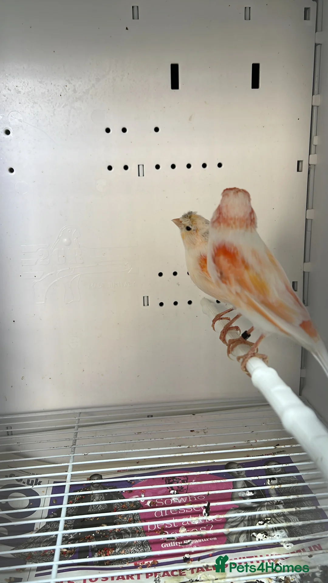 Canaries birds for sale: Canaries for sale  - Advert 14