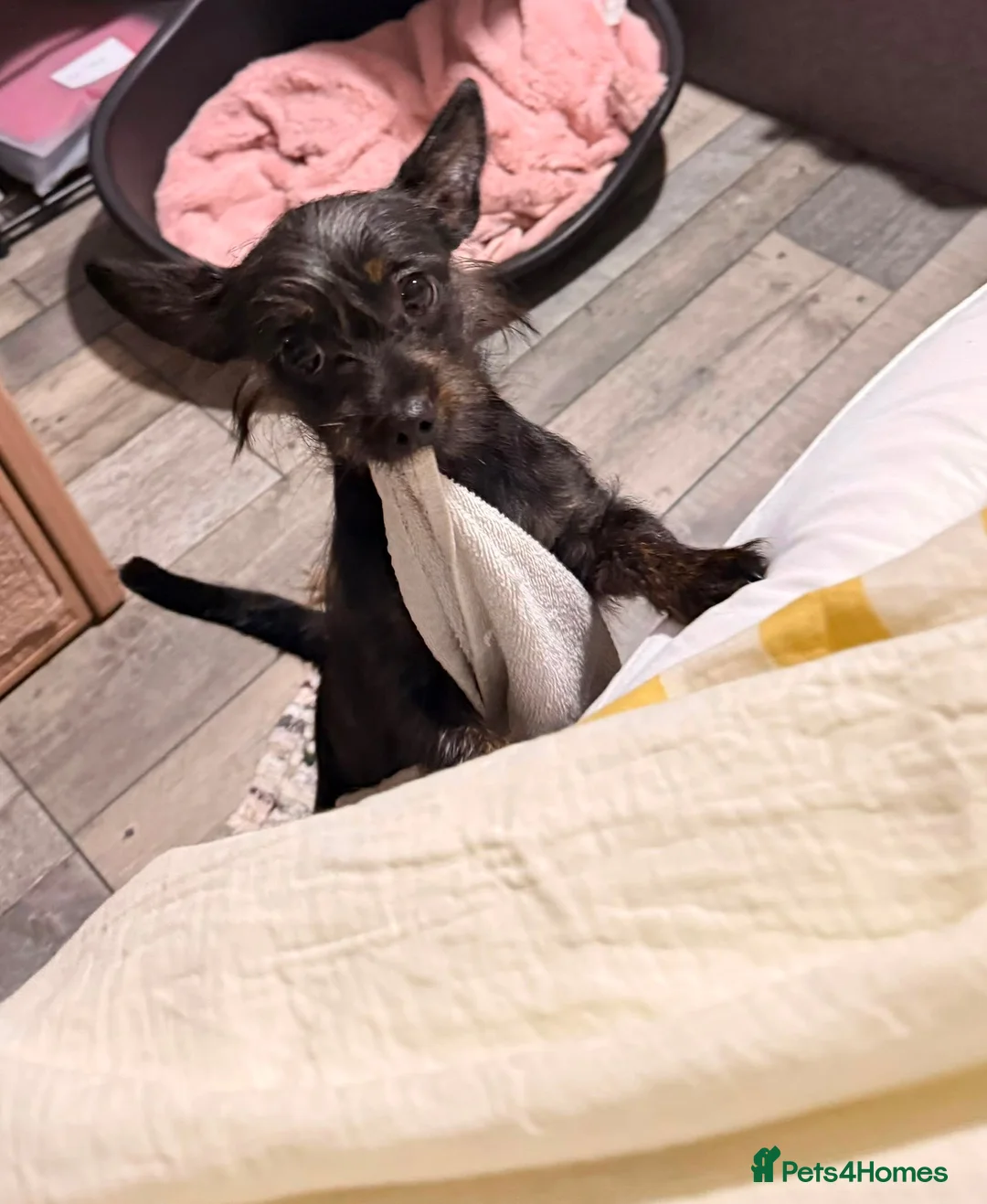 Chipoo dogs for sale: Chi poo in Sheffield - Advert 2