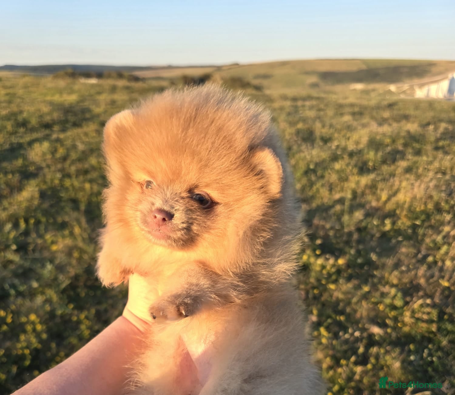 Pomeranian dogs CHIAO LI YA very small Plush pomeranian puppies - Advert 8