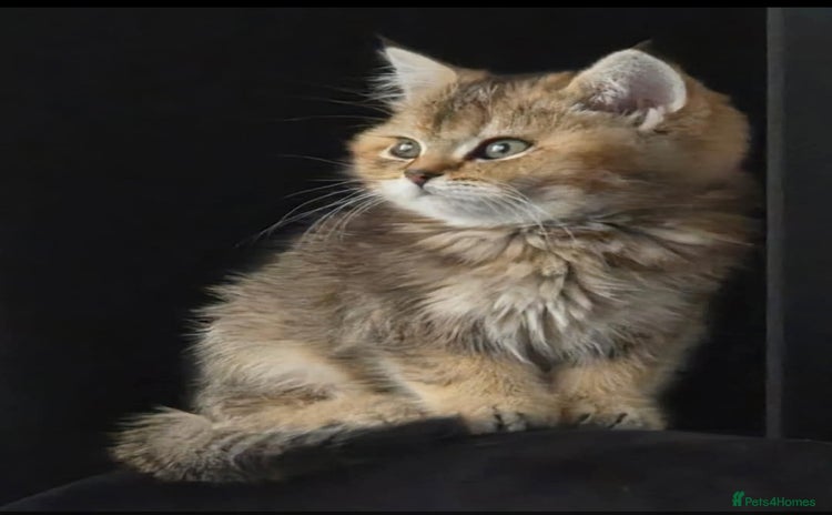 British Shorthair cats - Advert 3