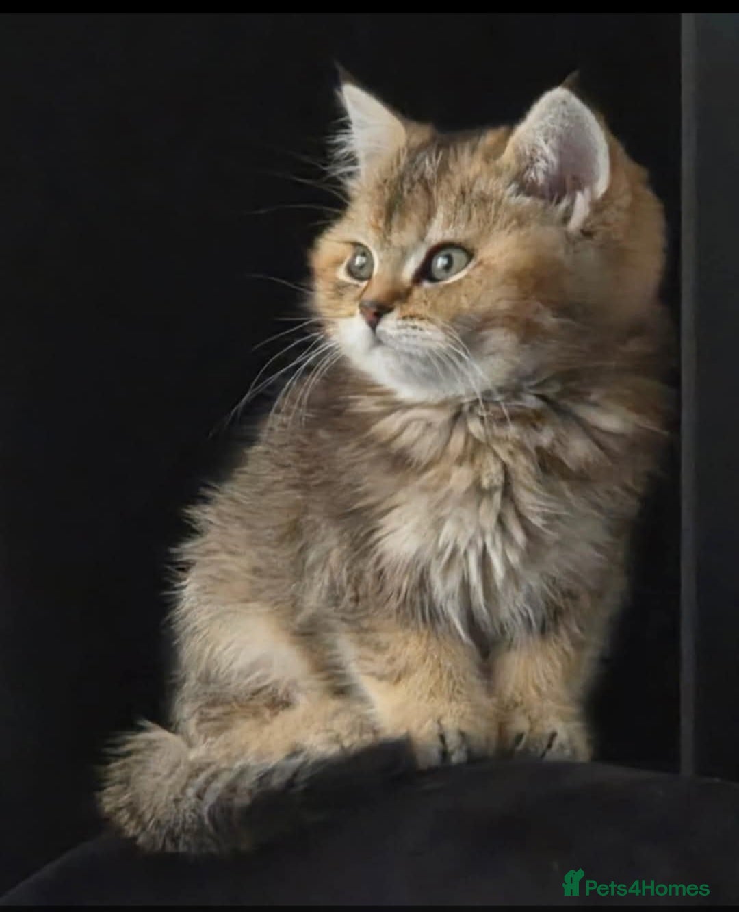 British Shorthair cats for sale: Beautiful 5 kittens  - Image 1