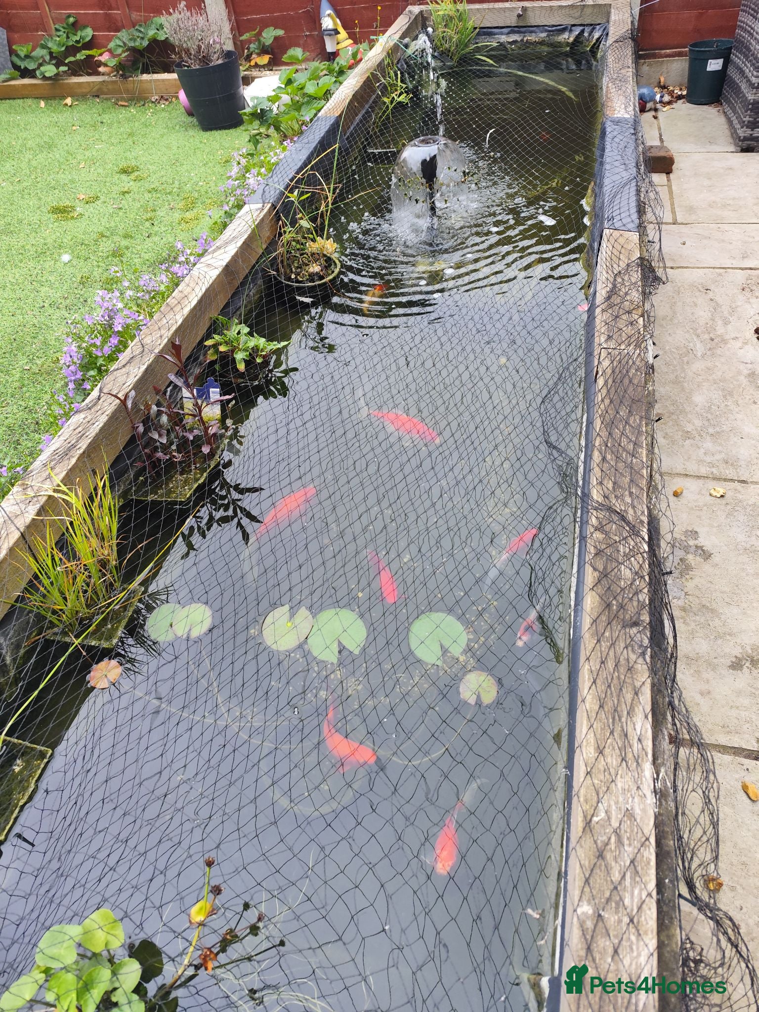 Goldfish fish Pond goldfish & equipment  - Advert 5