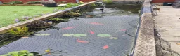 Goldfish fish for sale: Pond goldfish & equipment  - Advert 1