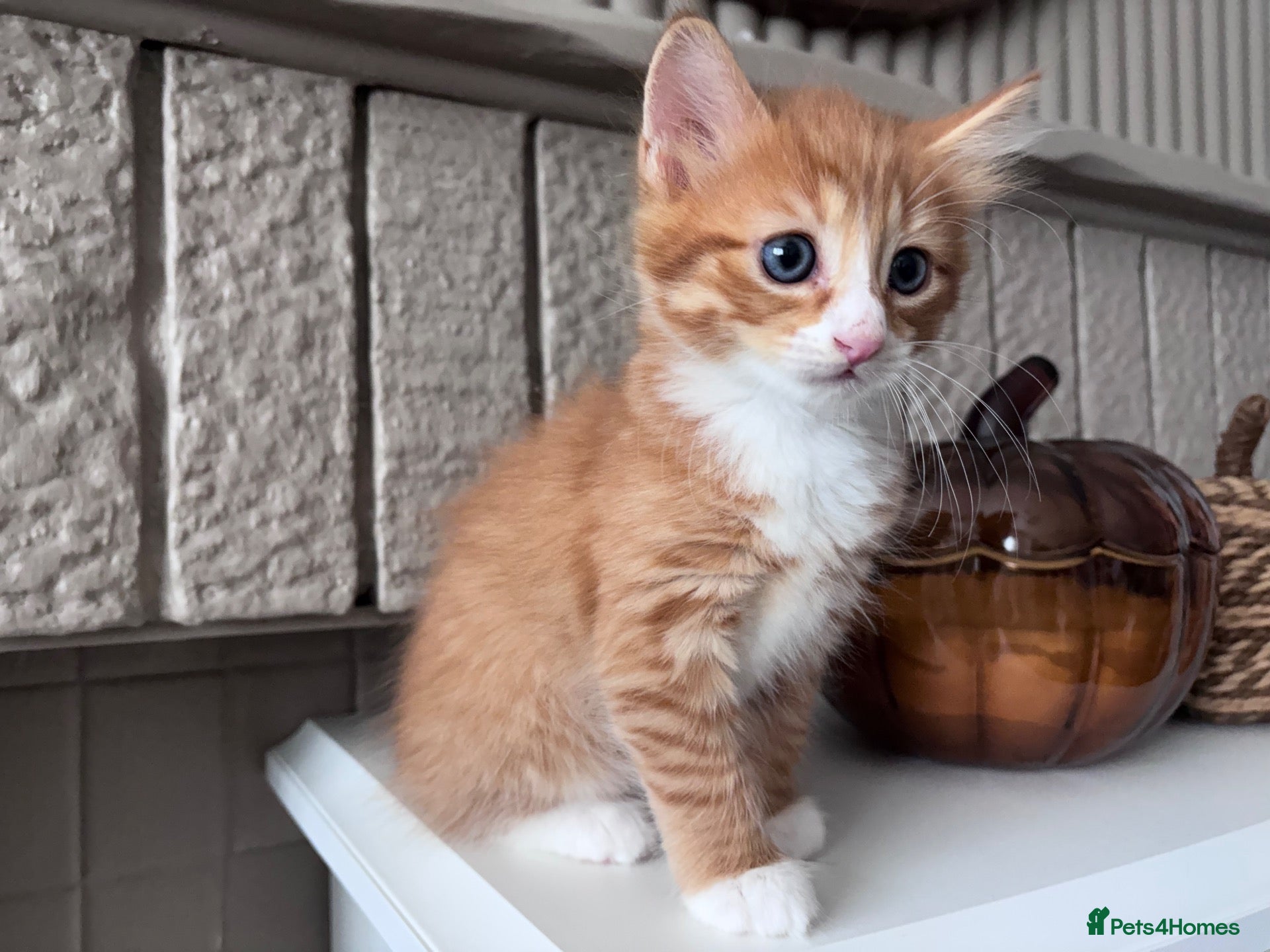 Mixed Breed cats 🐾 ✨ Kittens ready this weekend 🧡💛 - Advert 5