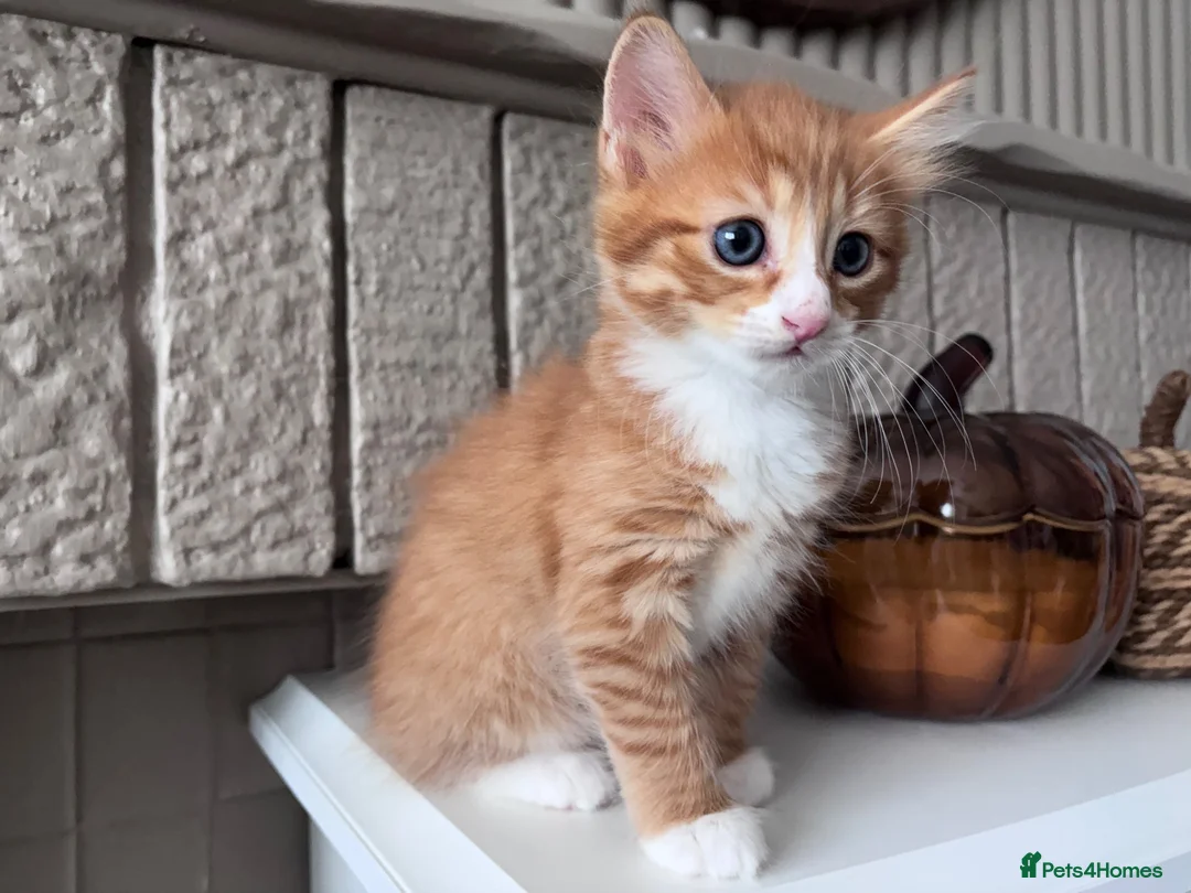 Mixed Breed cats for sale: 🐾 ✨ Kittens ready this weekend 🧡💛 - Advert 1