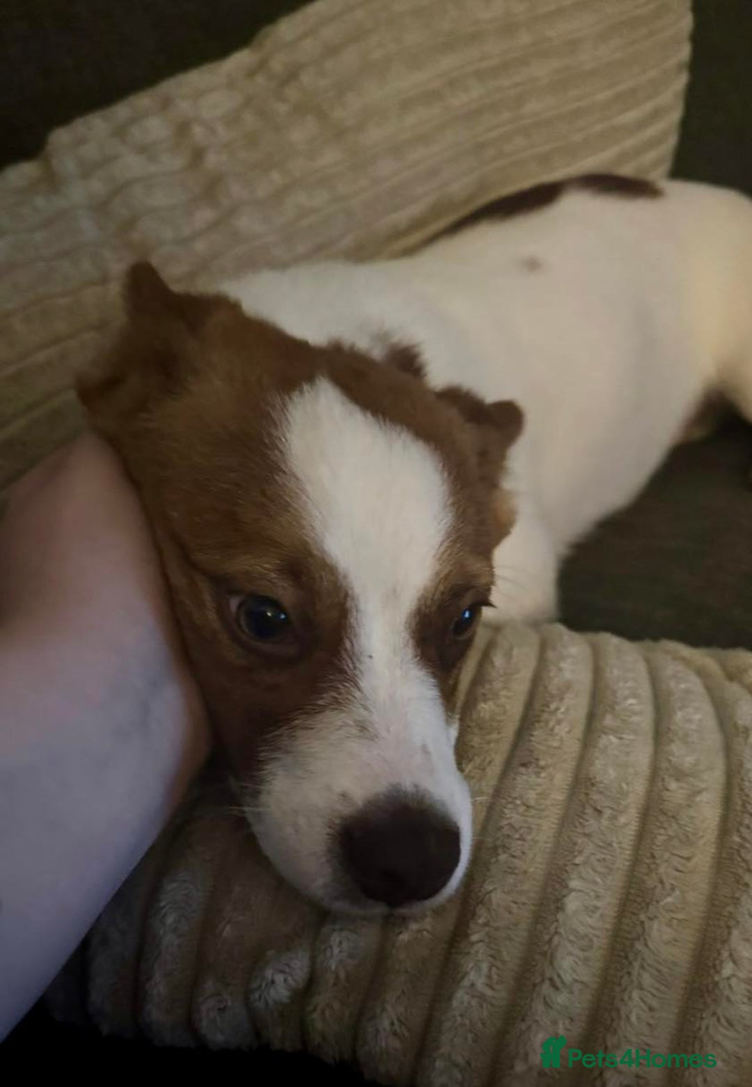 Mixed Breed dogs for adoption: 💕 Weetabix 💕 - Advert 5