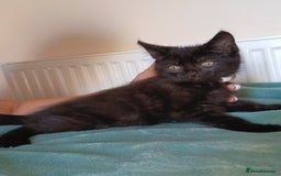 Mixed Breed cats for sale: 7 very fluffy kittens wisbech!!🐈‍⬛️🐈‍⬛️😻 - Image 16
