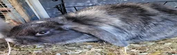 Mixed Breed rabbits for sale: Lop cross bunz - Advert 9