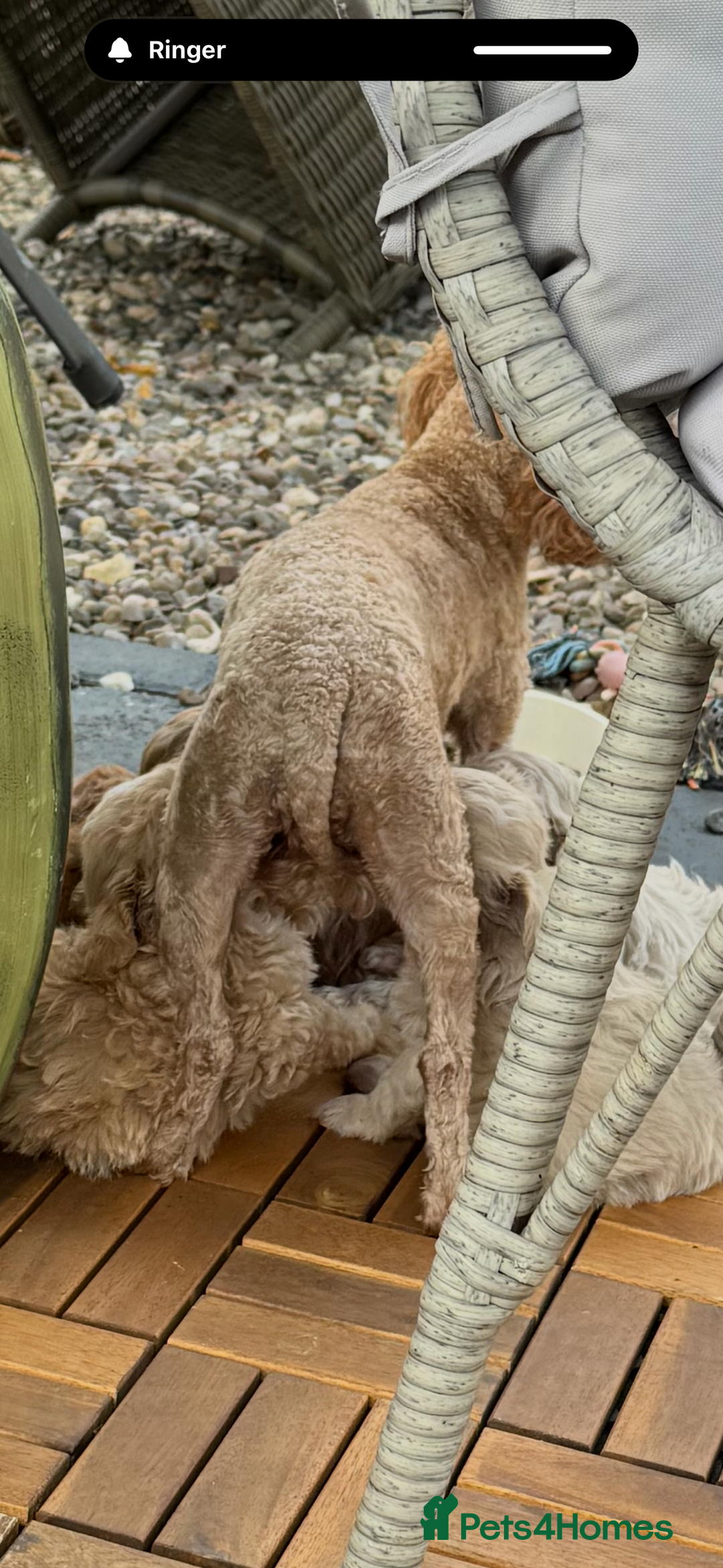 Maltipoo dogs for sale: Red/Apricot female maltipoo puppy  - Image 6