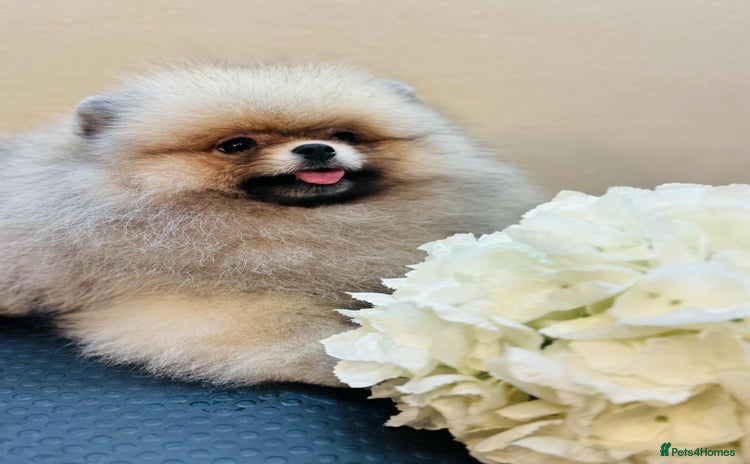 Pomeranian dogs - Advert 1