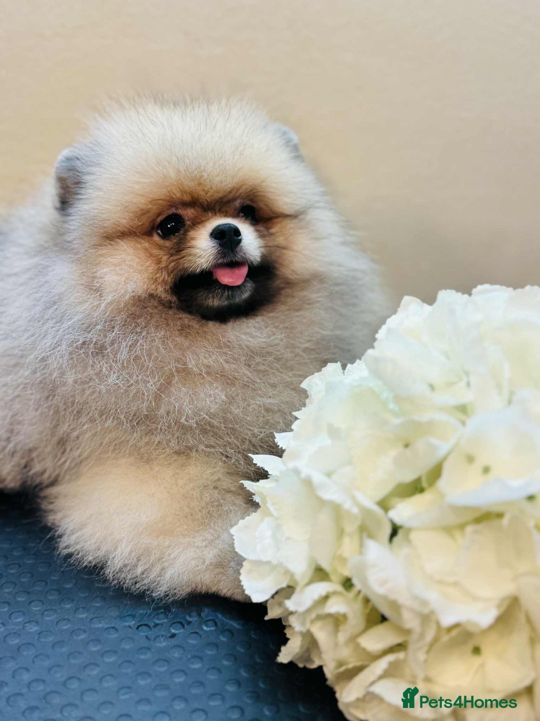 Pomeranian dogs for sale:  KC REGISTERED female - Image 1