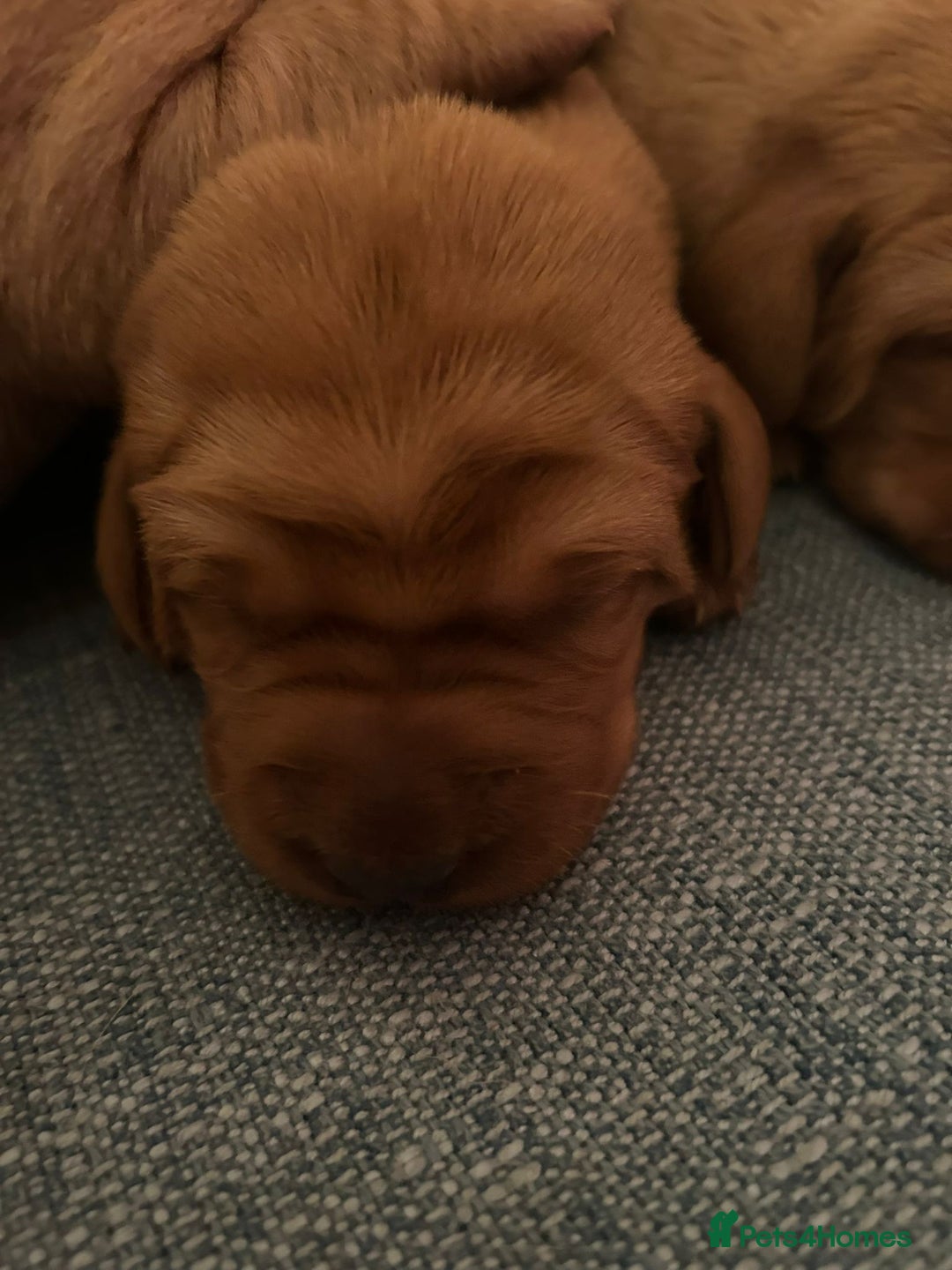 Labrador Retriever dogs for sale: Fox Red, Health Tested, KC Reg Lab Puppies - Advert 8