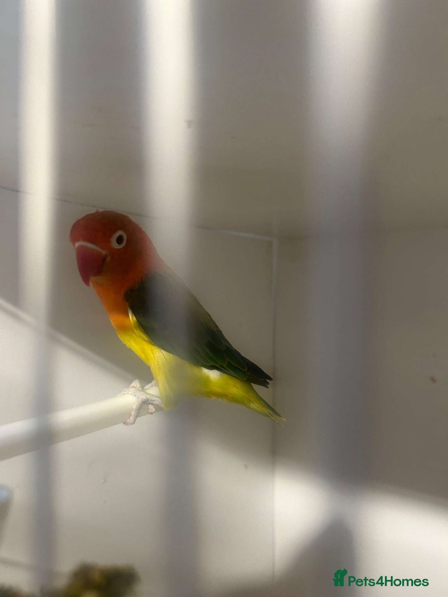 Lovebirds birds Pair of beautiful Euwing lovebirfs - Advert 1