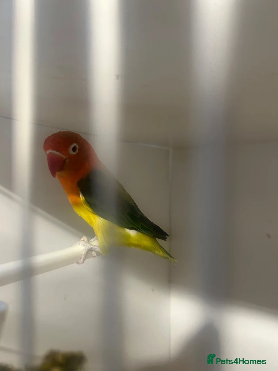 Lovebirds birds for sale: Pair of beautiful Euwing lovebirfs - Advert 1