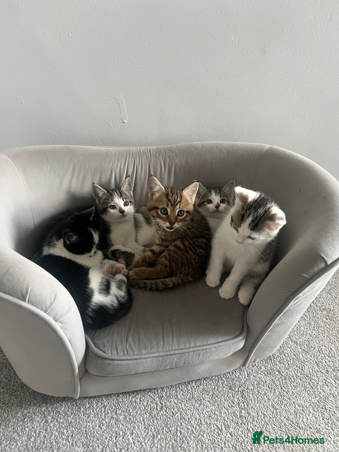 Mixed Breed cats for sale: Kittens  - Advert 11
