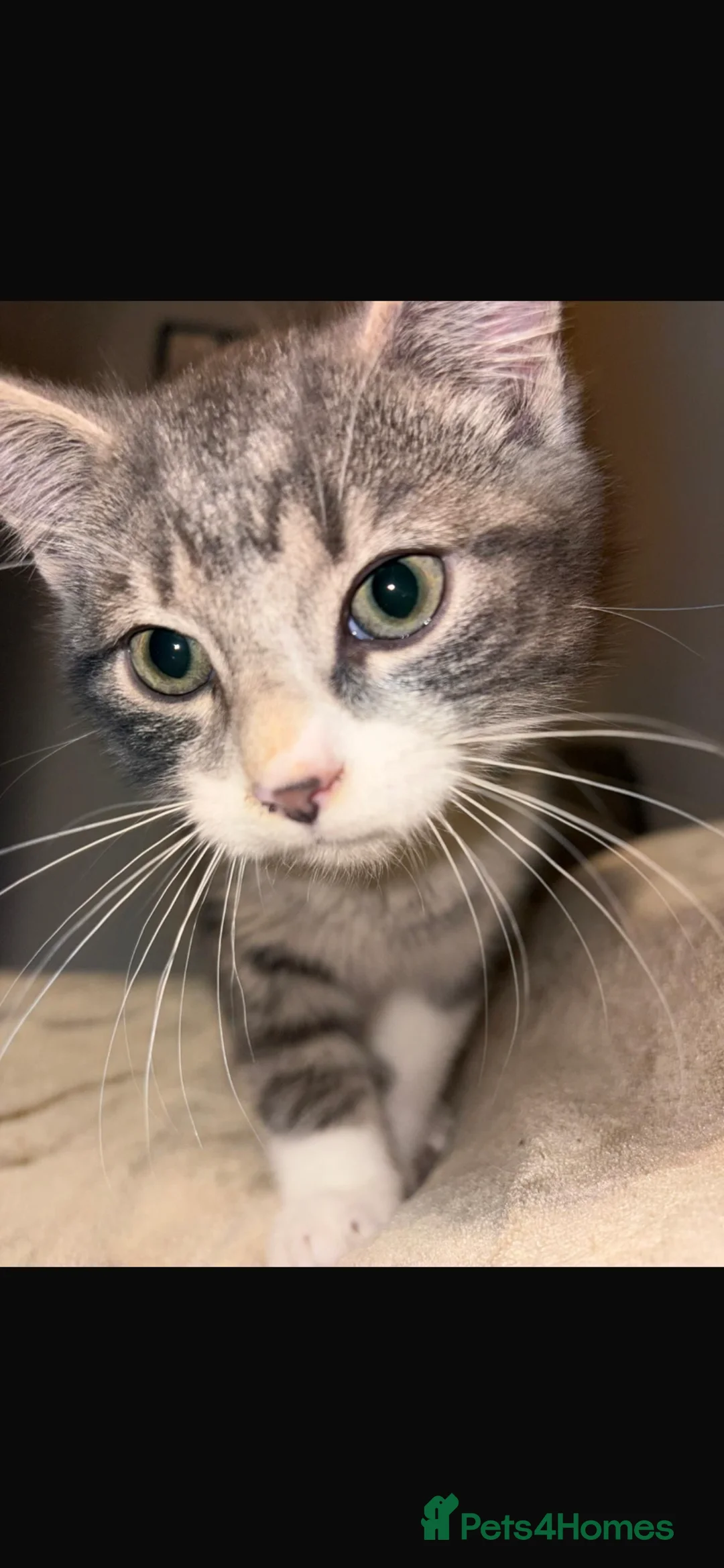 Mixed Breed cats for sale: Adorable Fluffy Grey Tabby Kitten for Sale - Advert 4