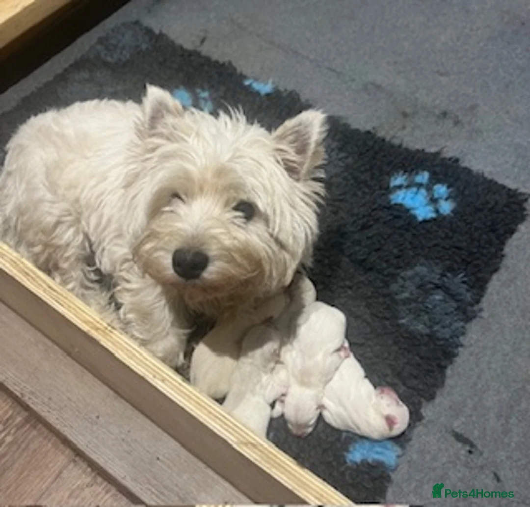 West Highland Terrier dogs for sale: KC Westie Puppies in Huntingdon - Advert 1