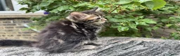 Maine Coon cats for sale: Maine Coon Bengal Cross Kittens - Advert 27