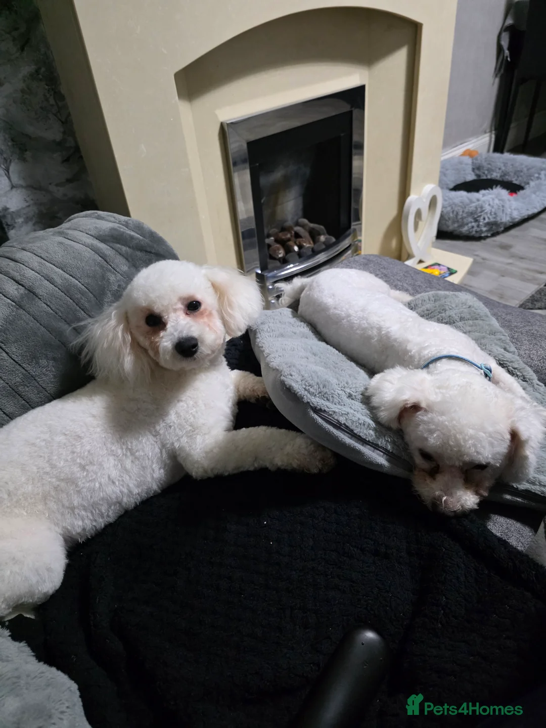 Bichon Frise dogs for sale: 2 x Bichon frise - Advert 7