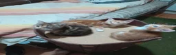 Mixed Breed cats for sale: 4 beautiful and gorgeous kittens😻😸😺😽 in London - Advert 21