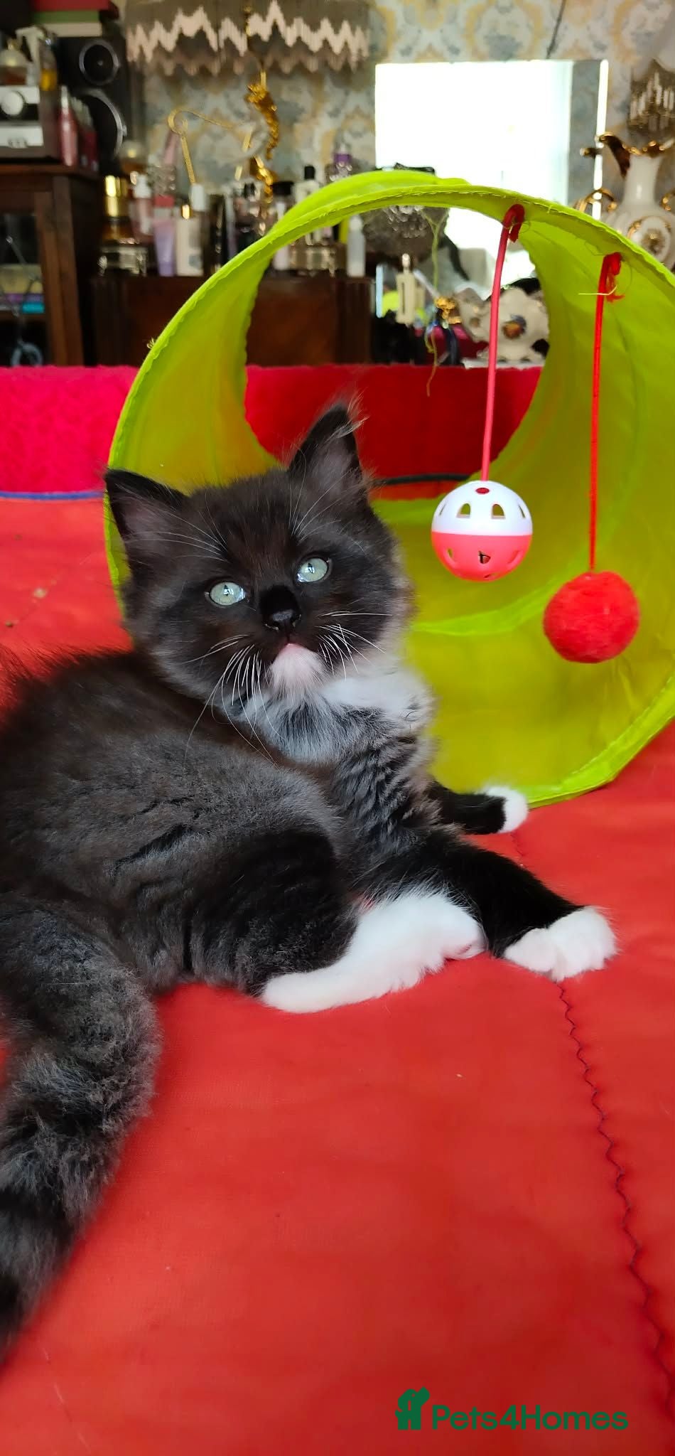 Mixed Breed cats KITTENS - Advert 2