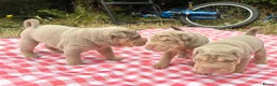 Shar Pei dogs for sale: KC REGISTERED RARE LILAC TAN SHAR-PEI - Advert 16