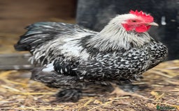 Chickens poultry for sale: Trio of Lace Wing Pekin Bantams - Image 4