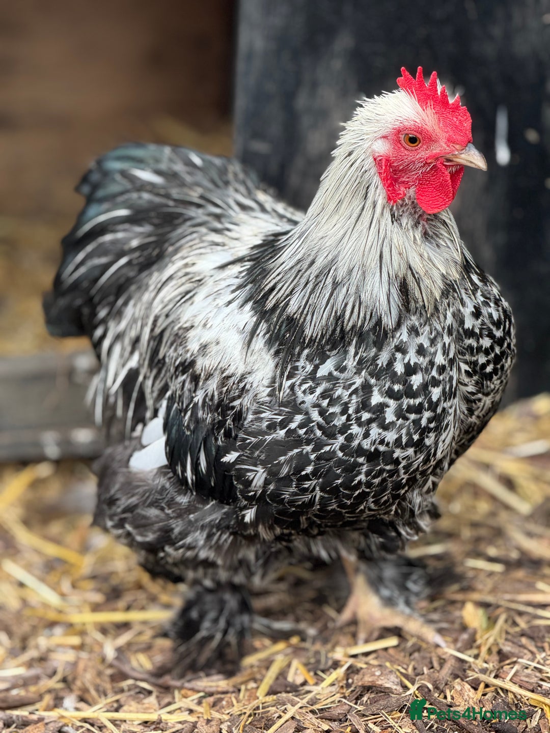 Chickens poultry for sale: Trio of Lace Wing Pekin Bantams - Image 4