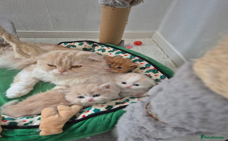 Scottish Fold cats - Advert 16