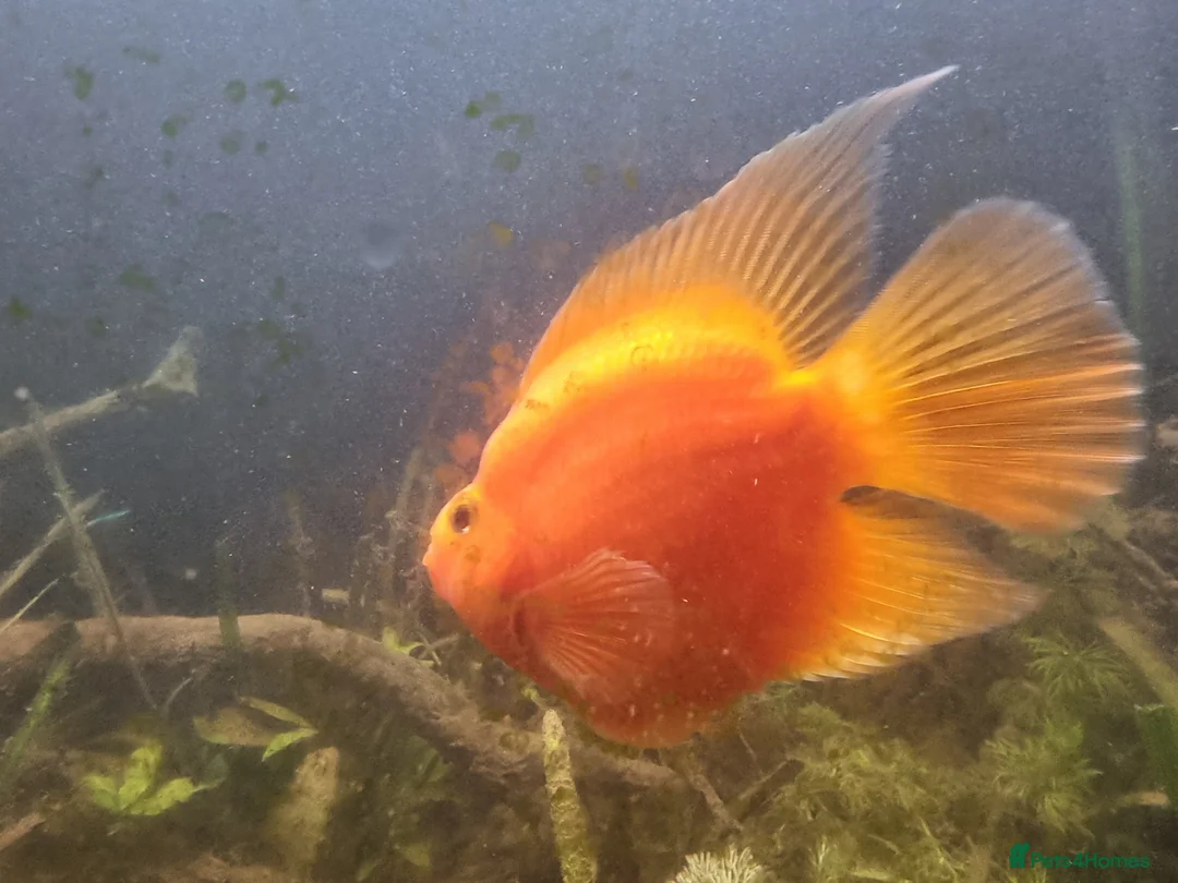 Cichlids fish for sale: Tropical fish - Advert 29